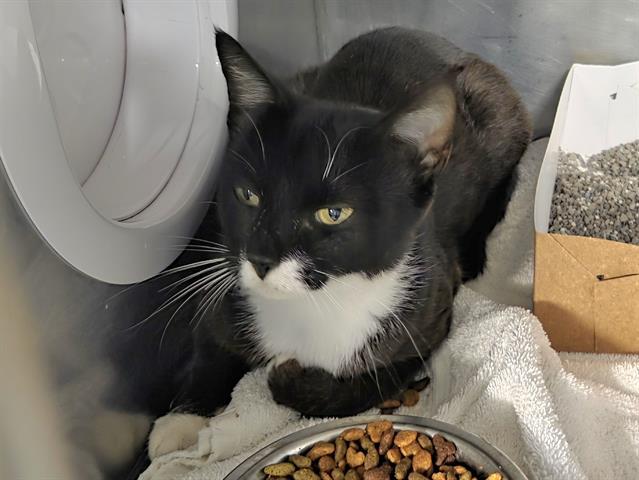 ROBIN, Adoptable, Young Female Domestic Short Hair.