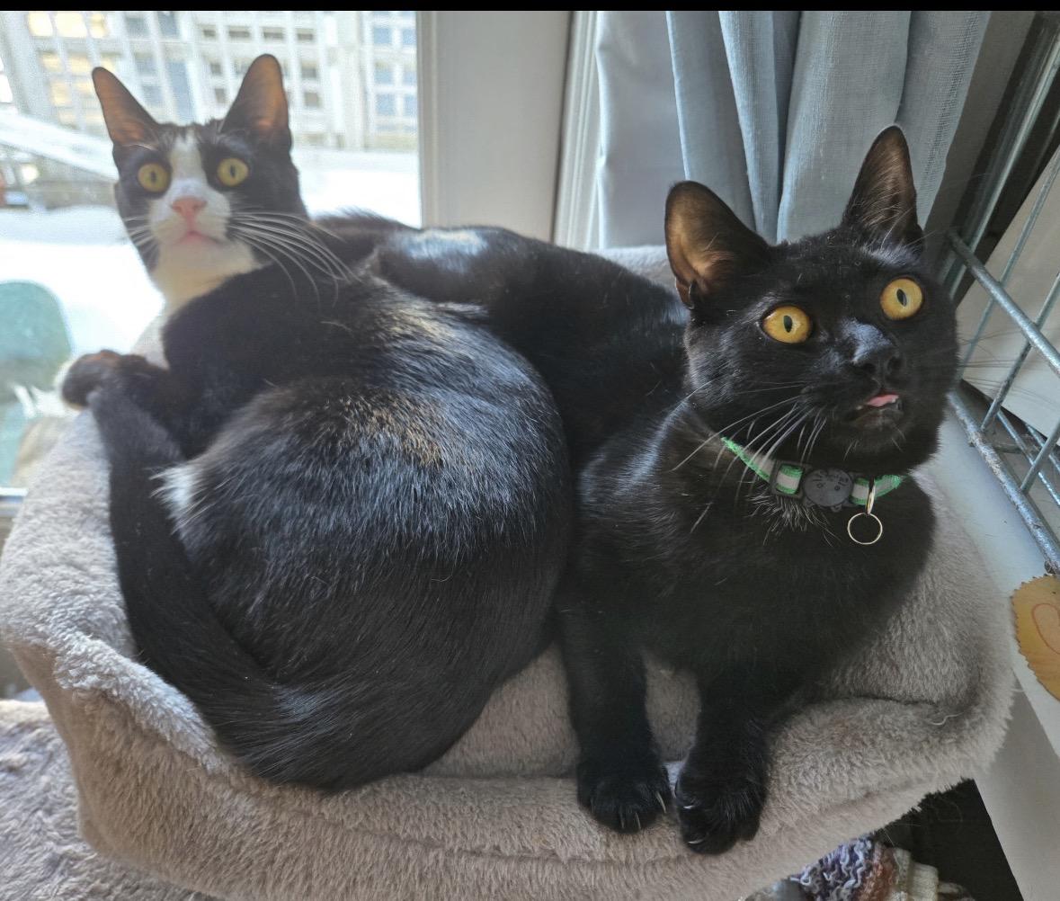 Enlarge Mocha and Latte - sweet sisters, a ADOPTABLE Domestic Short Hair in Port Chester, NY image 1/6
