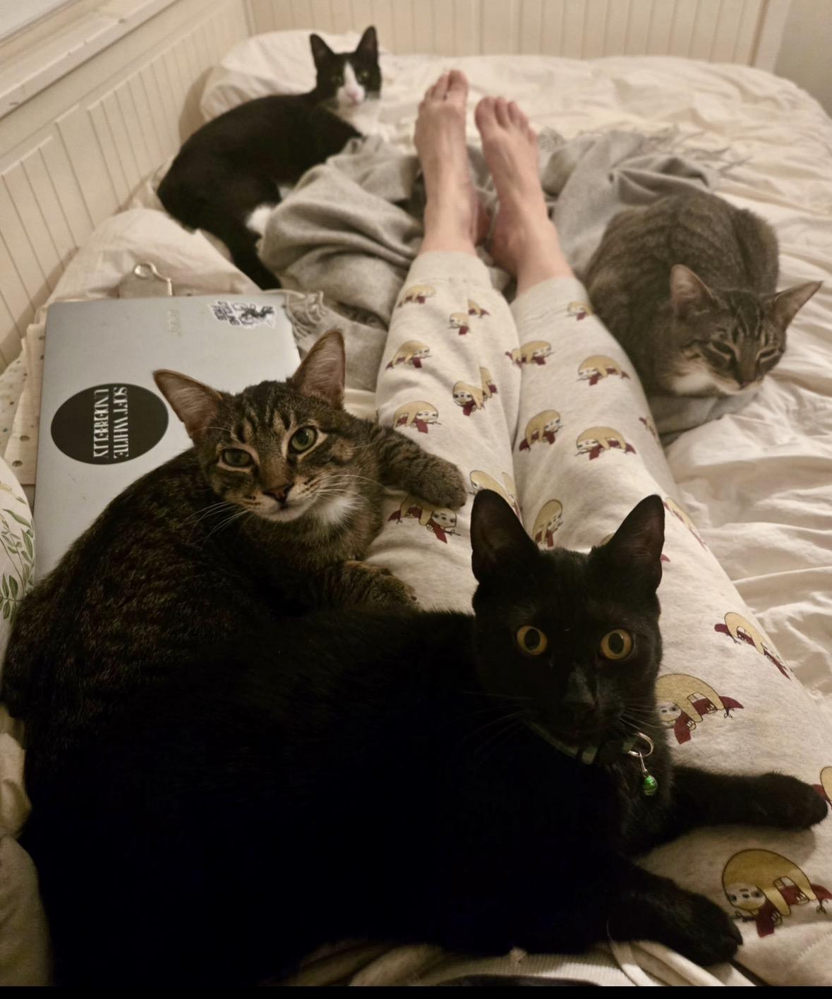 Enlarge Mocha and Latte - sweet sisters, a ADOPTABLE Domestic Short Hair in Port Chester, NY image 3/6