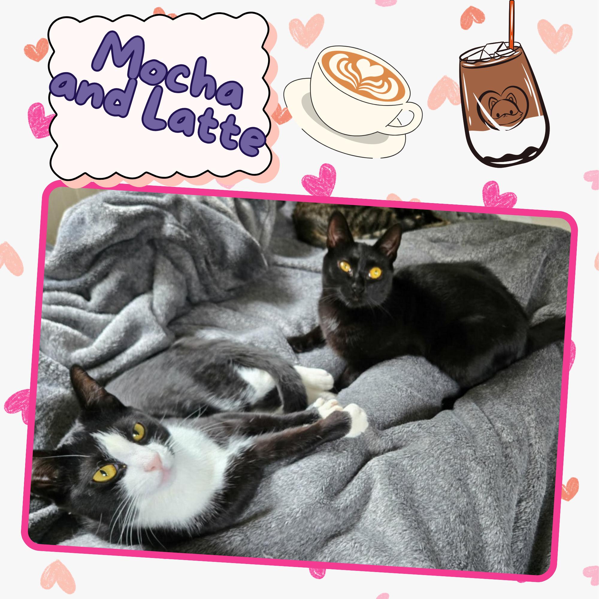 Mocha and Latte - sweet sisters, ADOPTABLE, Kitten Female Domestic Short Hair.