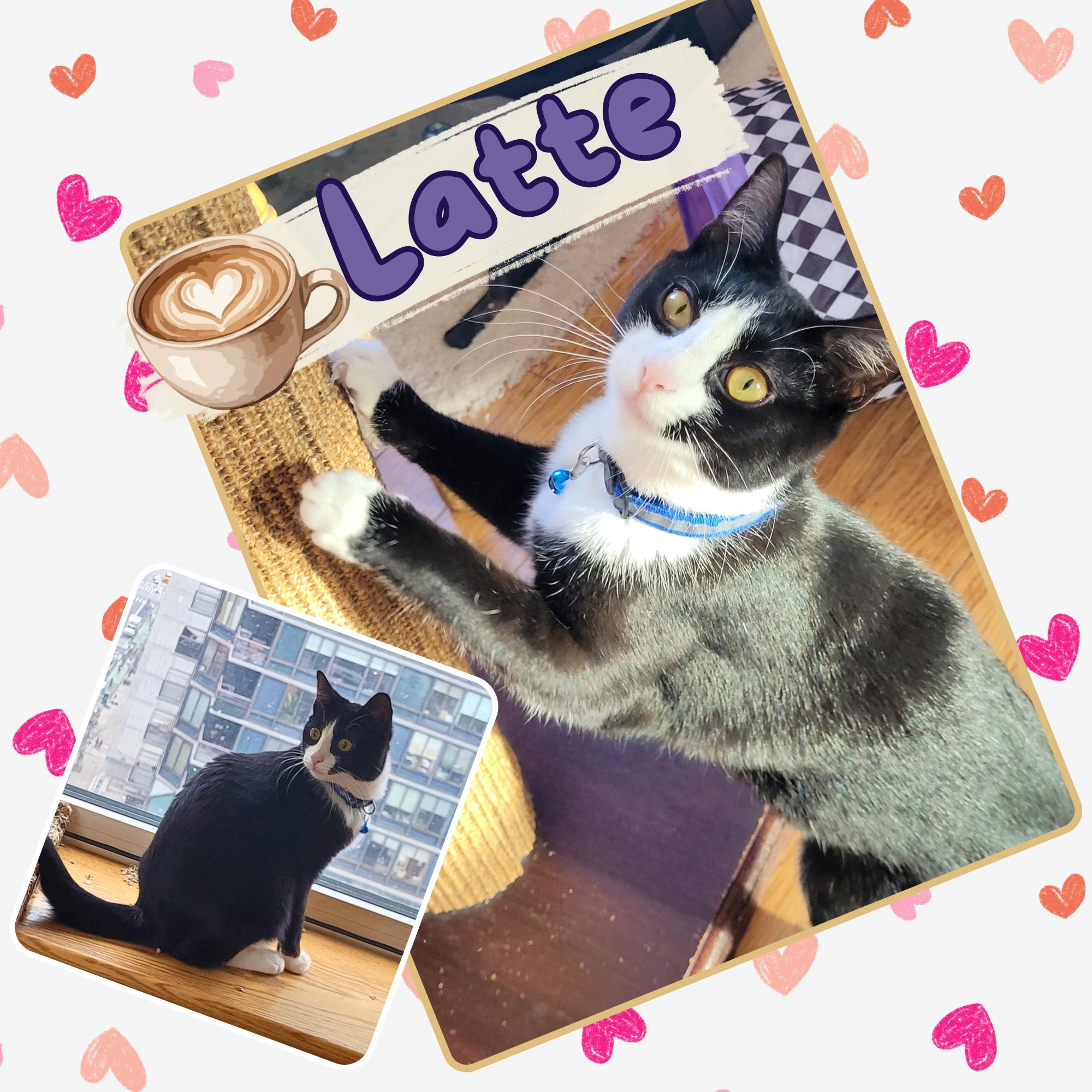 Mocha and Latte - sweet sisters, a ADOPTABLE Domestic Short Hair in Bronx, NY image 2/6