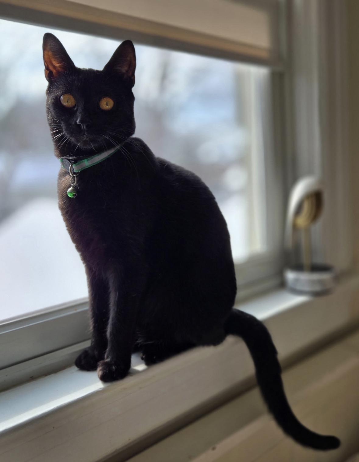 Enlarge Mocha and Latte - sweet sisters, a ADOPTABLE Domestic Short Hair in Port Chester, NY image 2/6