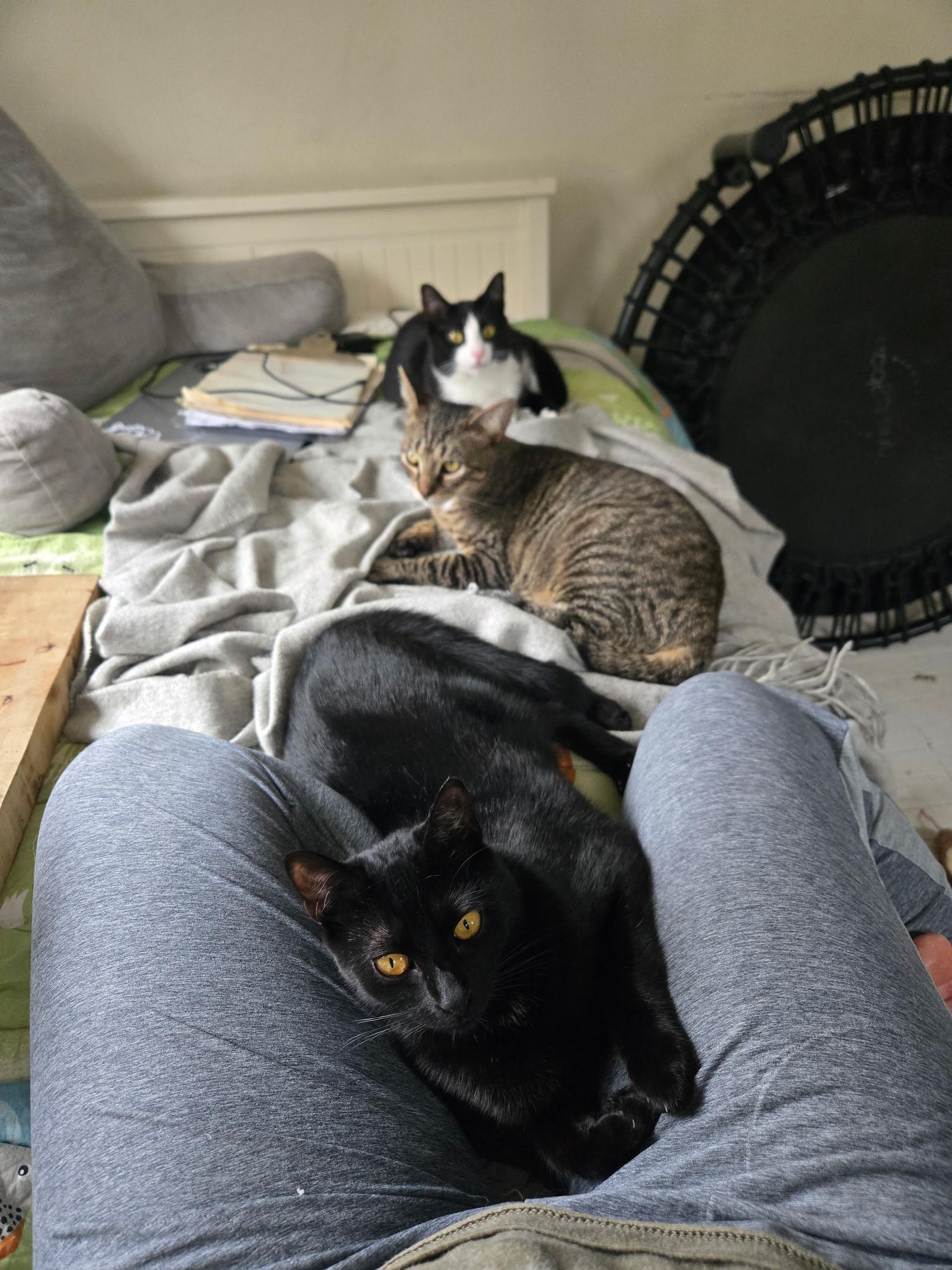 Enlarge Mocha and Latte - sweet sisters, a ADOPTABLE Domestic Short Hair in Port Chester, NY image 6/6