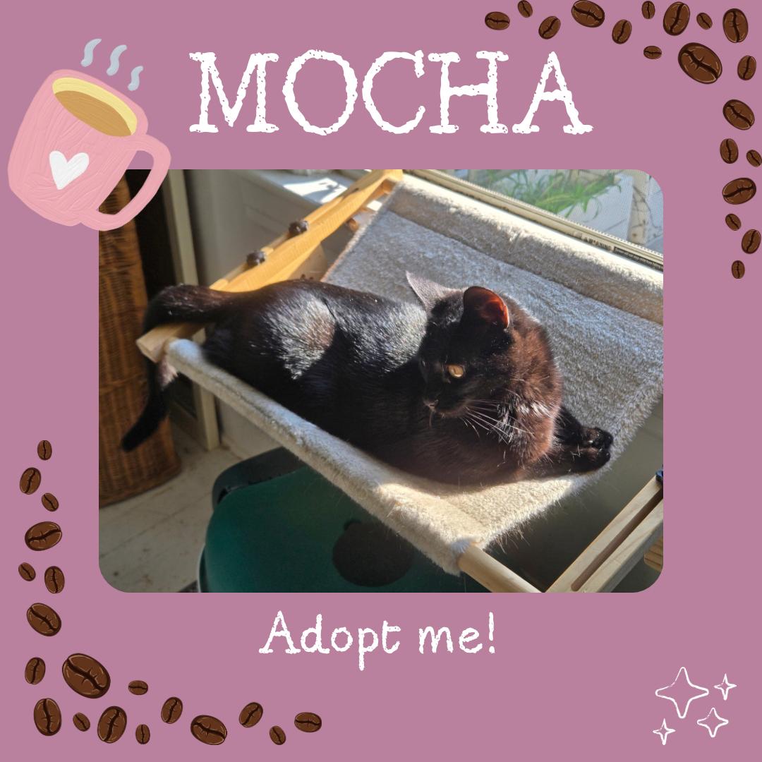 Mocha and Latte - sweet sisters, a ADOPTABLE Domestic Short Hair in Bronx, NY image 3/6