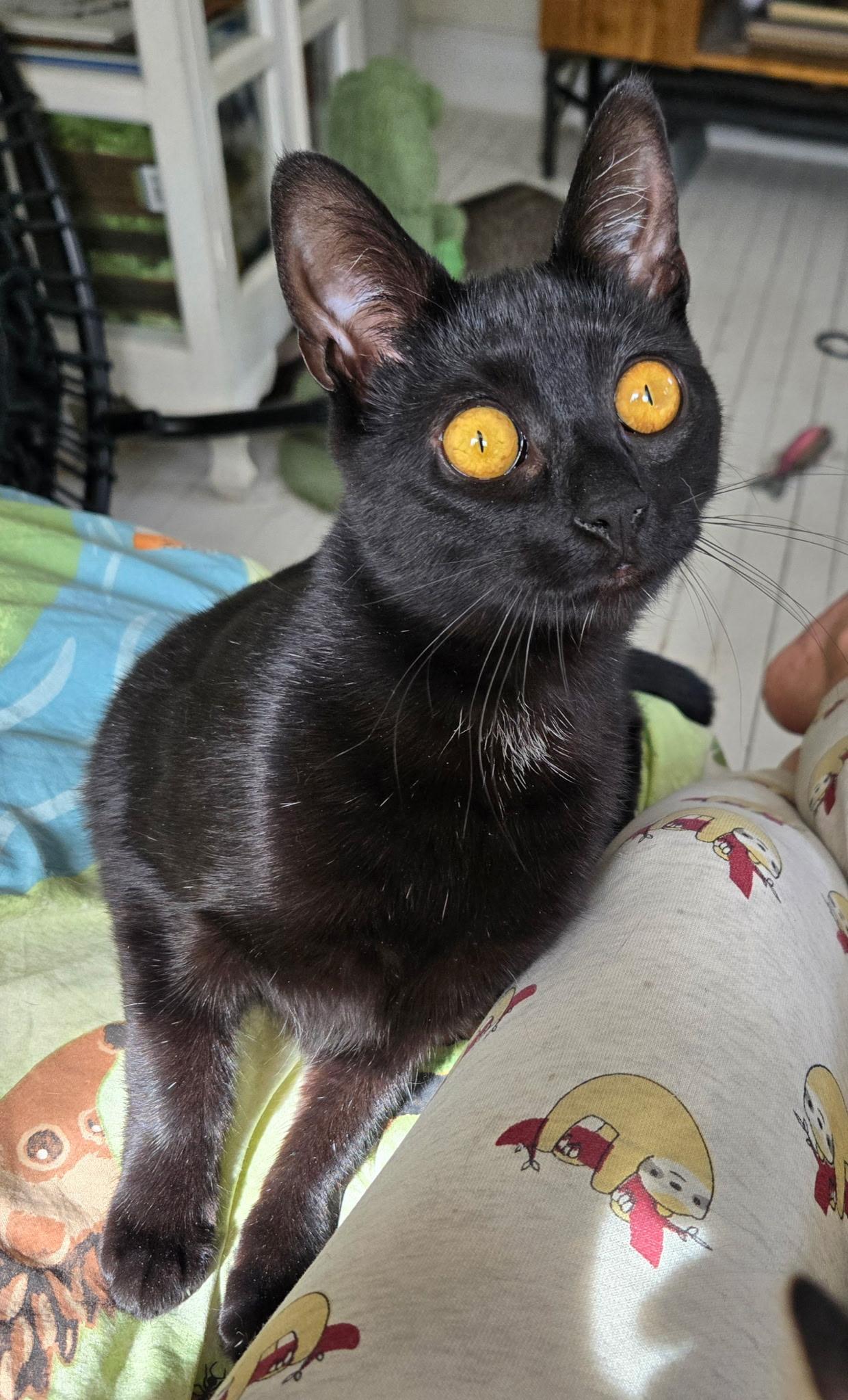 Enlarge Mocha and Latte - sweet sisters, a ADOPTABLE Domestic Short Hair in Port Chester, NY image 5/6