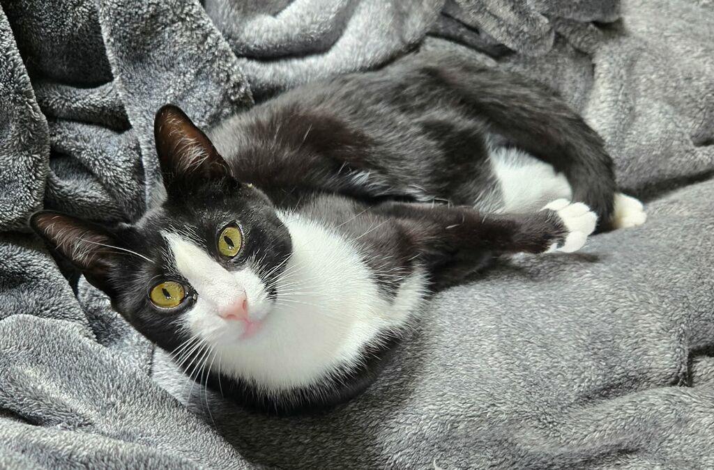 Mocha and Latte - sweet sisters, a ADOPTABLE Domestic Short Hair in Bronx, NY image 6/6