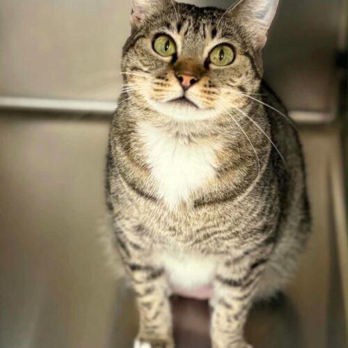 Enlarge Hermes, a Adoptable Domestic Short Hair in Burlington, IA image 1/2