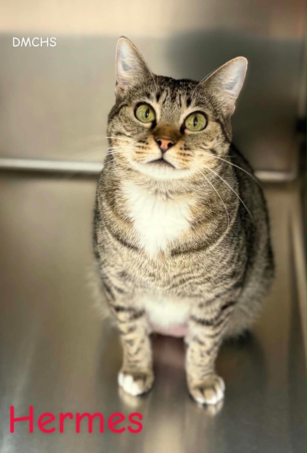 Hermes, Adoptable, Young Female Domestic Short Hair.
