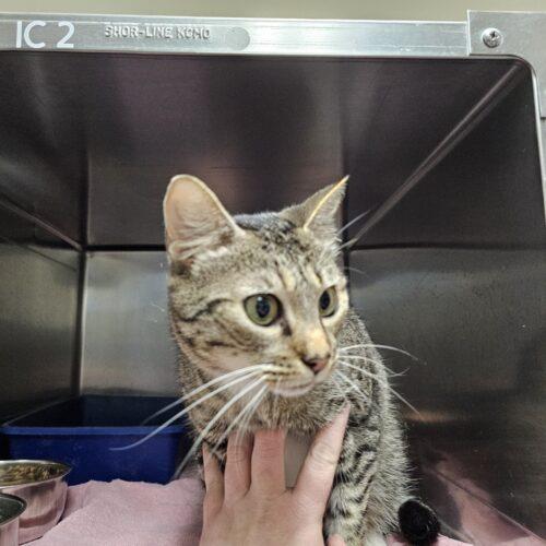 Enlarge Hermes, a Adoptable Domestic Short Hair in Burlington, IA image 2/2