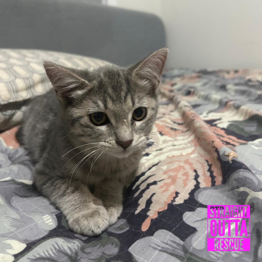 Enlarge Nimbus, a Adopted Domestic Short Hair in Vancouver, BC image 3/5