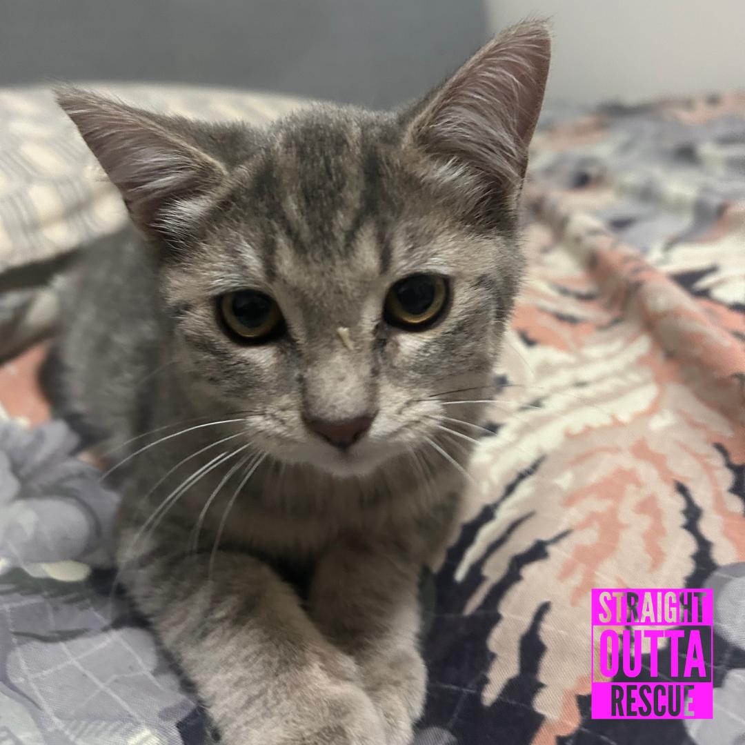 Nimbus, Adopted, Kitten Female Domestic Short Hair.