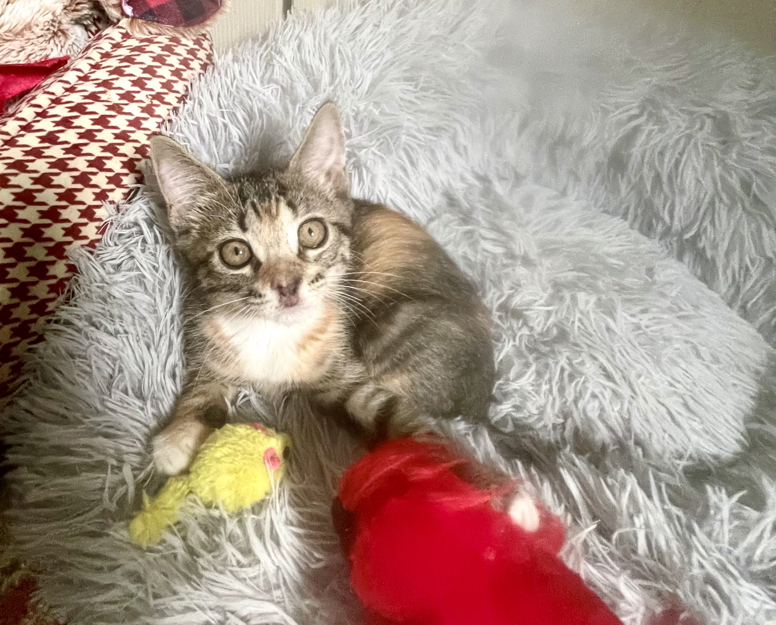 Cat for adoption TY, a Domestic Short Hair & Calico Mix in Manchester