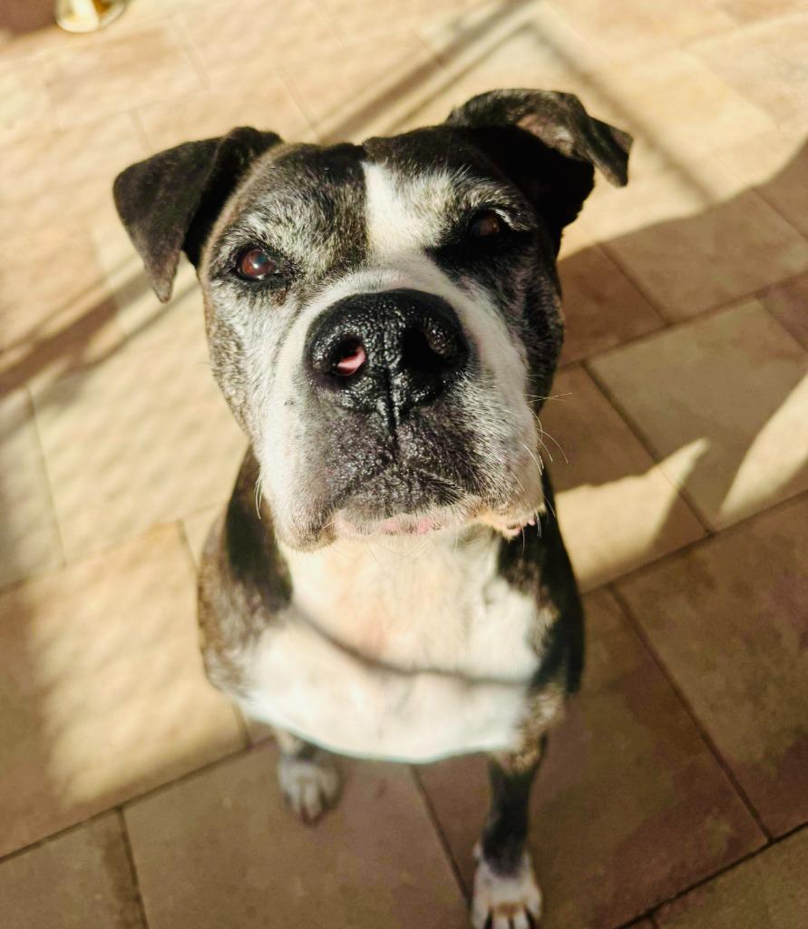 Olive — thumbnail 2