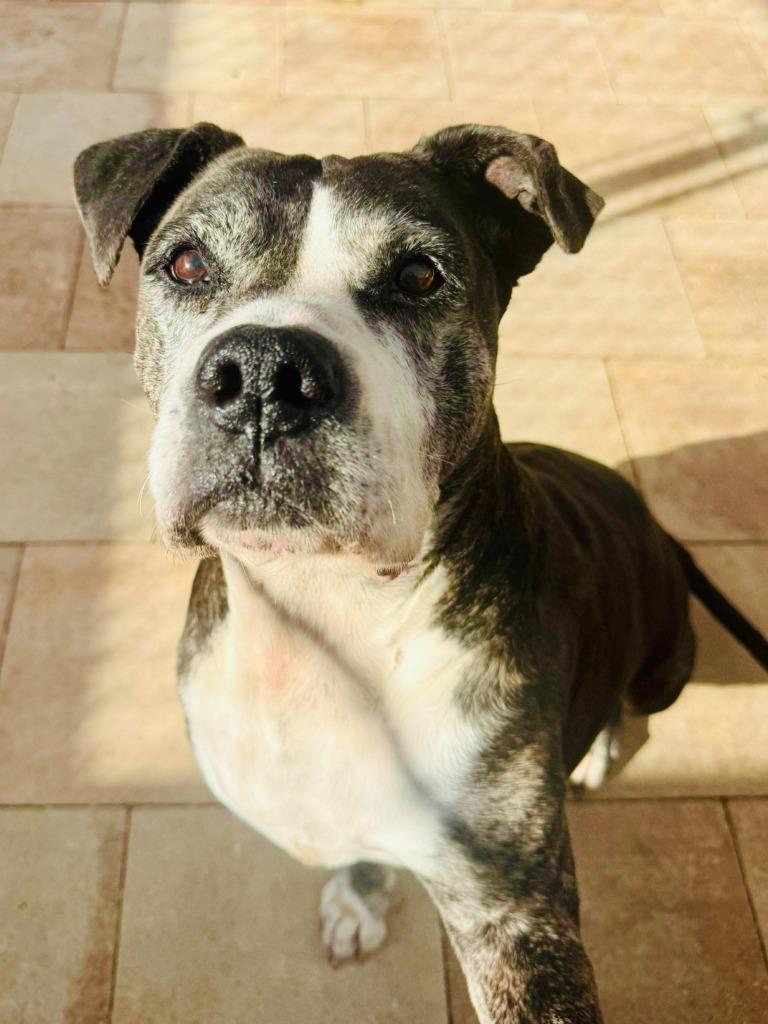 Olive — thumbnail 3