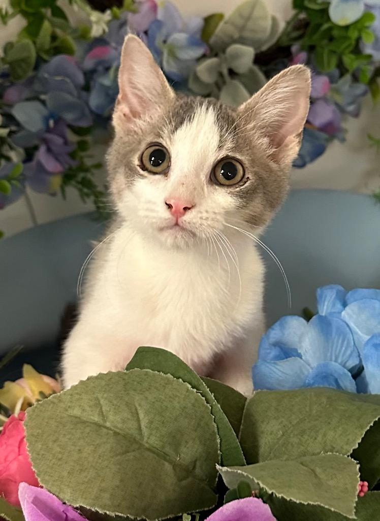 Enlarge 6/18/25 - Custard, a Adopted mixed breed in Stillwater, OK image 1/1