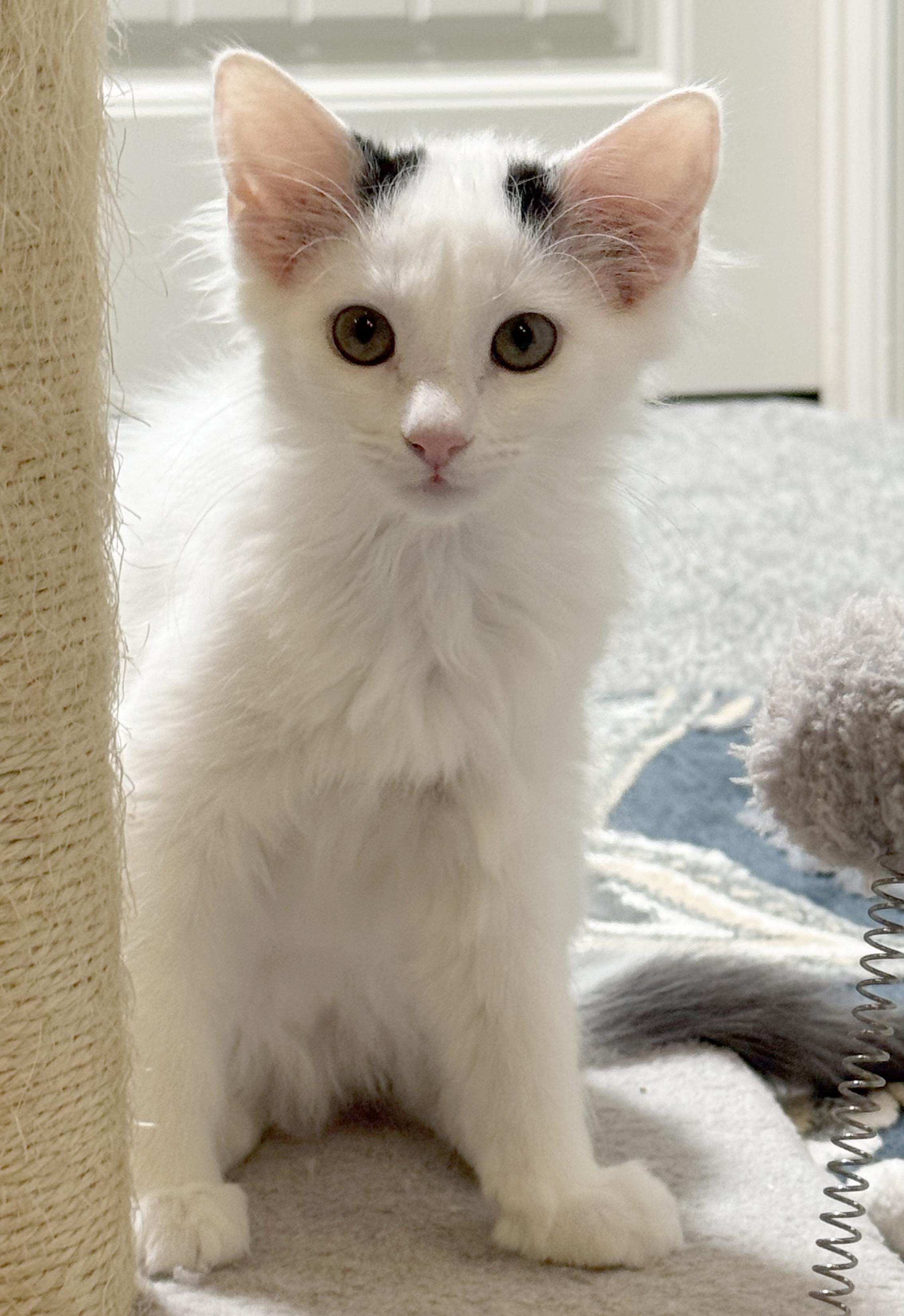 Enlarge Raindrop & Sprinkle, a Adoptable Domestic Medium Hair in Parkville, MO image 4/6