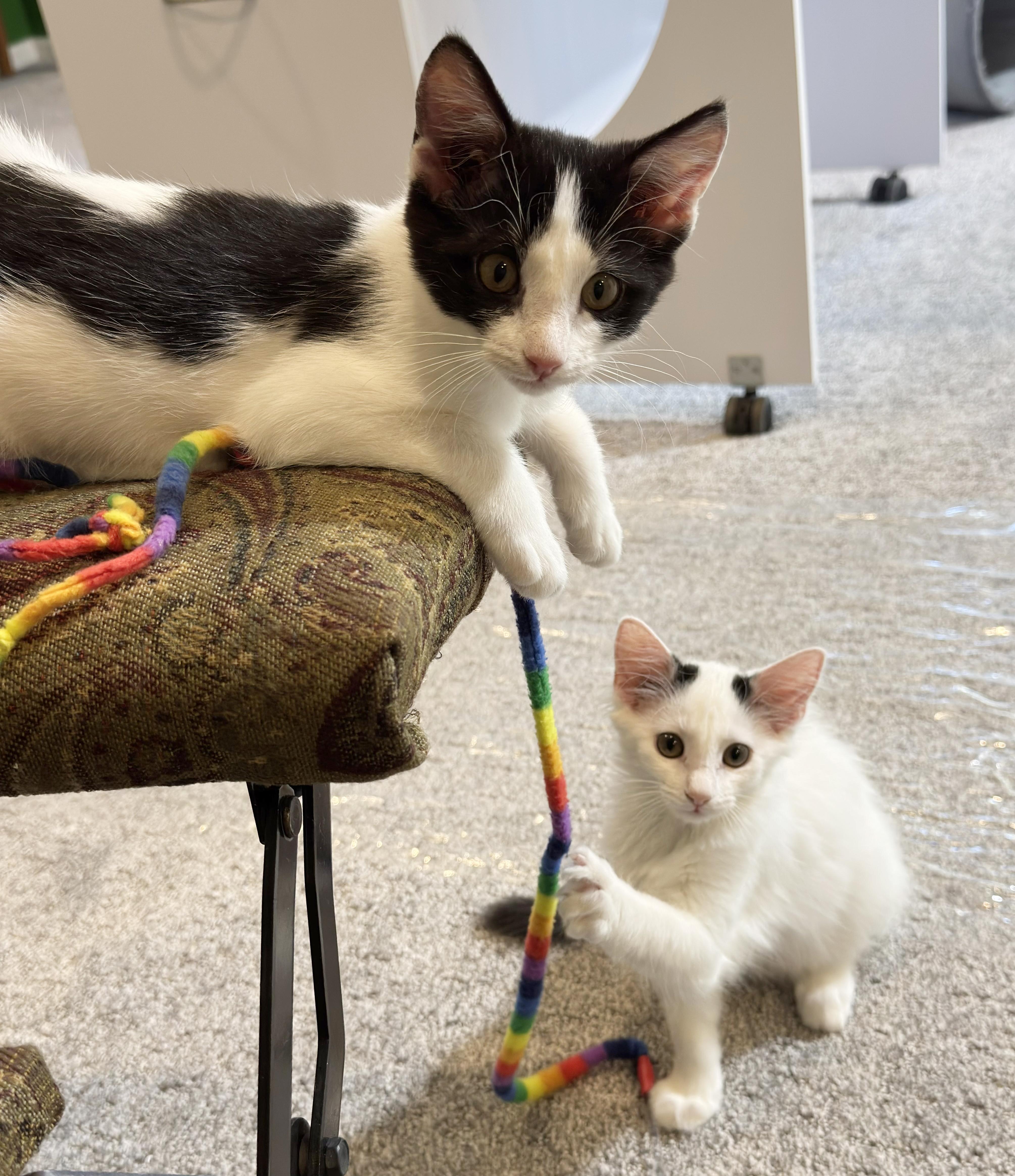 Enlarge Raindrop & Sprinkle, a Adoptable Domestic Medium Hair in Parkville, MO image 1/6
