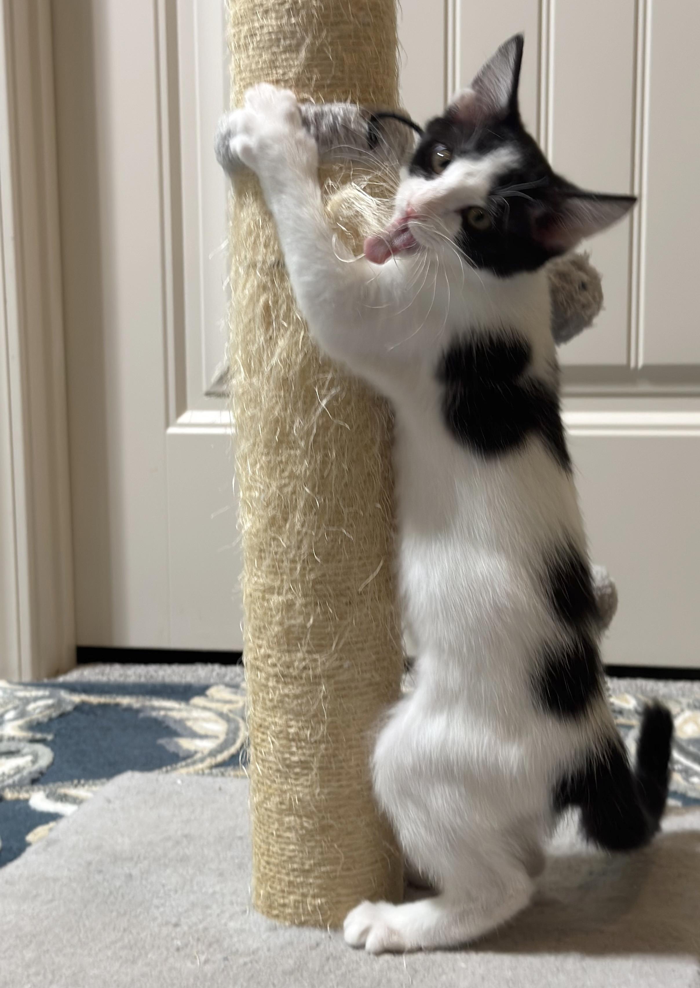 Enlarge Raindrop & Sprinkle, a Adoptable Domestic Medium Hair in Parkville, MO image 5/6