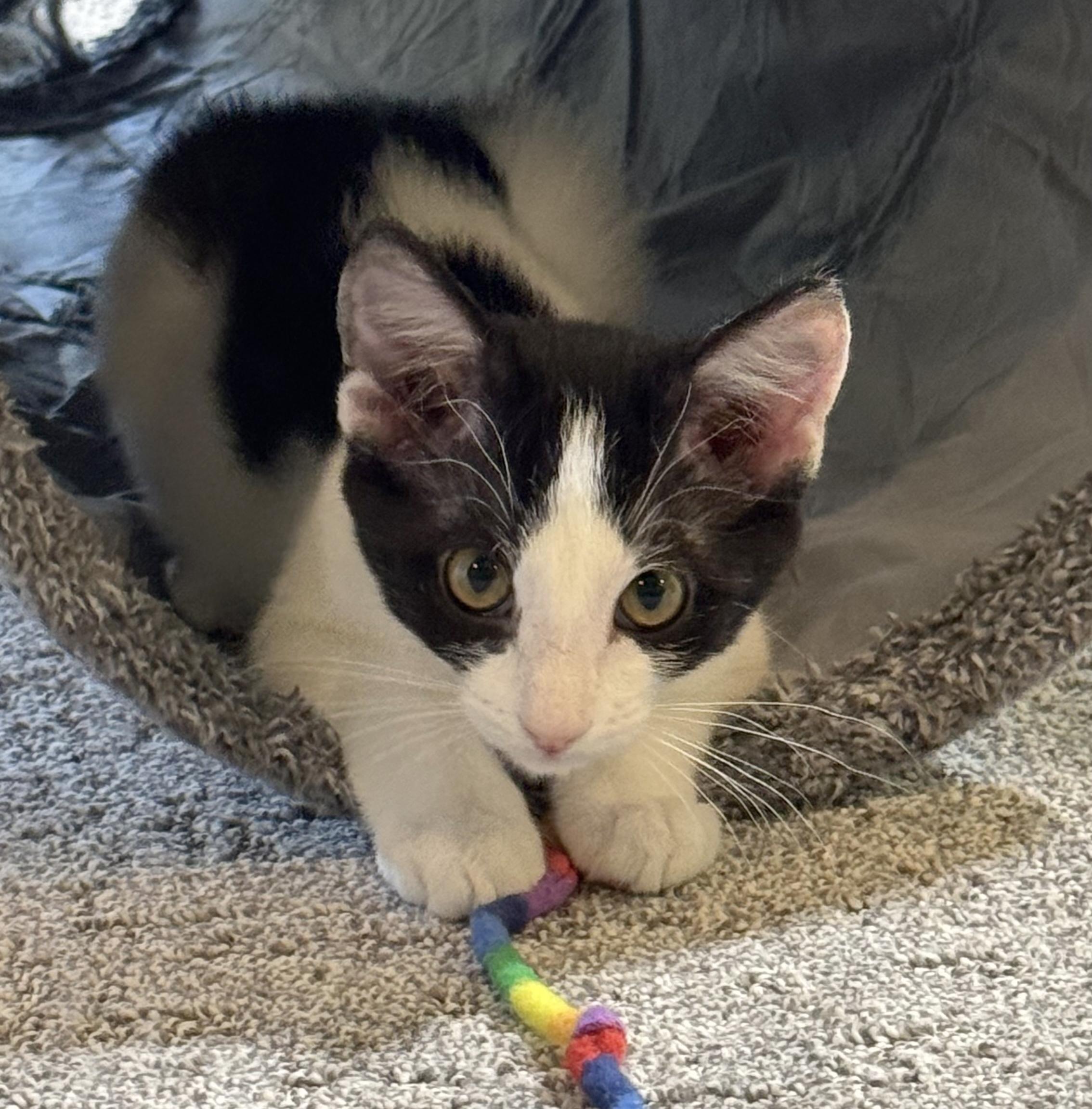 Enlarge Raindrop & Sprinkle, a Adoptable Domestic Medium Hair in Parkville, MO image 3/6