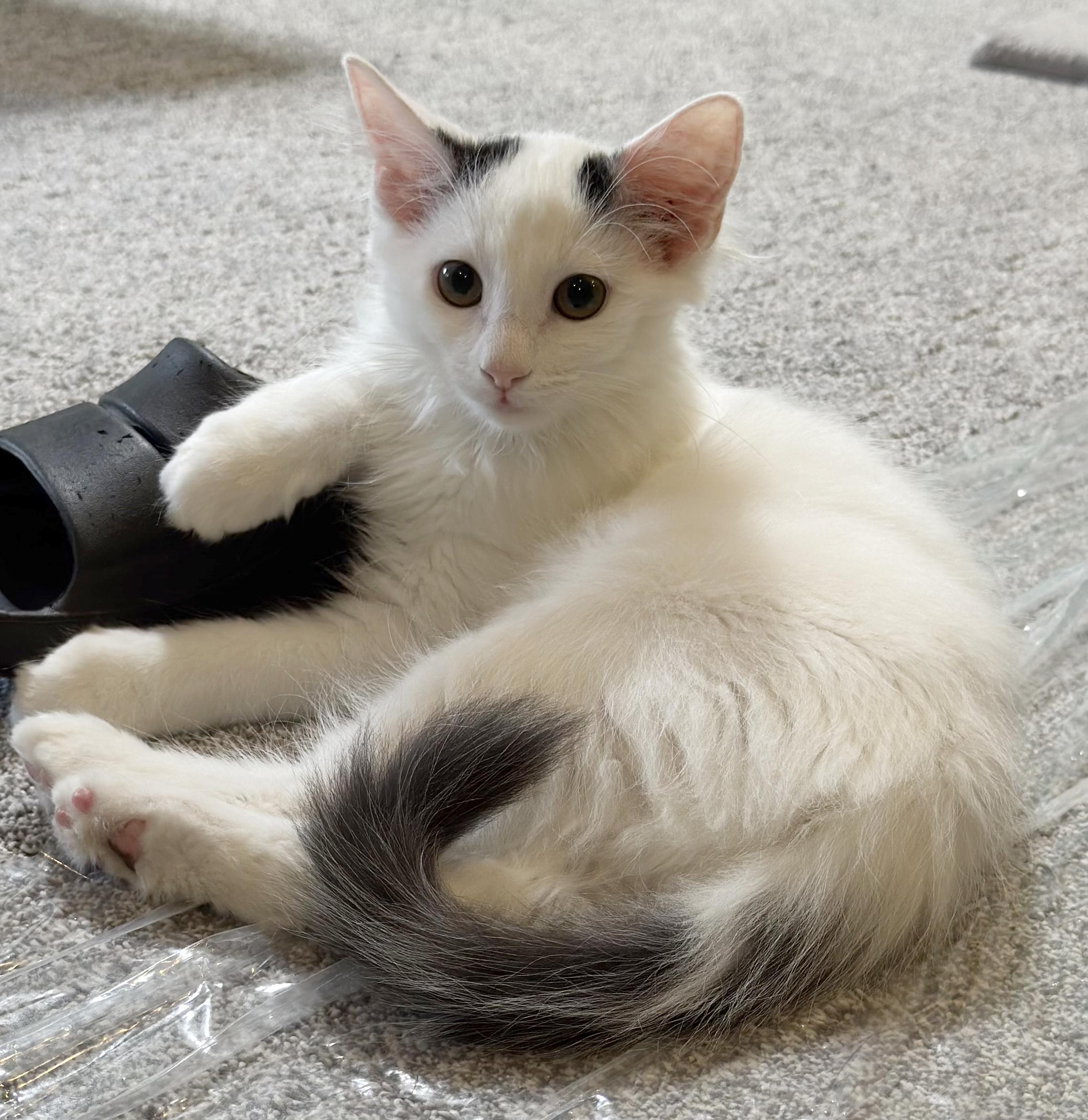 Enlarge Raindrop & Sprinkle, a Adoptable Domestic Medium Hair in Parkville, MO image 2/6