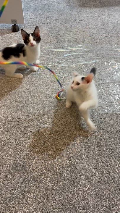 Enlarge Raindrop & Sprinkle, a Adoptable Domestic Medium Hair in Parkville, MO video 6/6