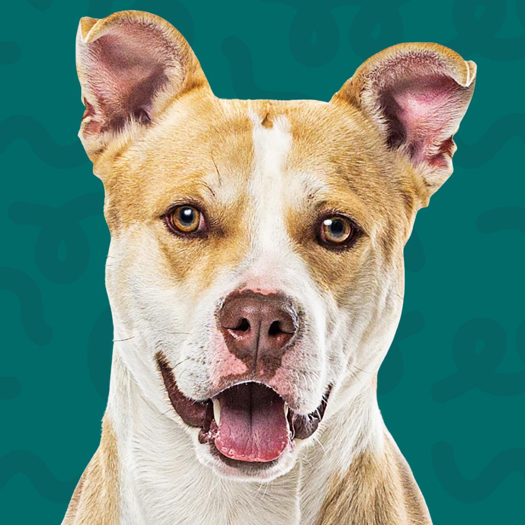 Enlarge Miklo, a Adoptable Pit Bull Terrier in Reno, NV image 1/4