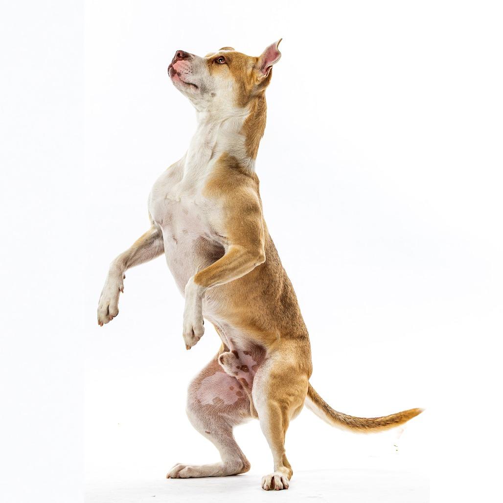 Enlarge Miklo, a Adoptable Pit Bull Terrier in Reno, NV image 2/4