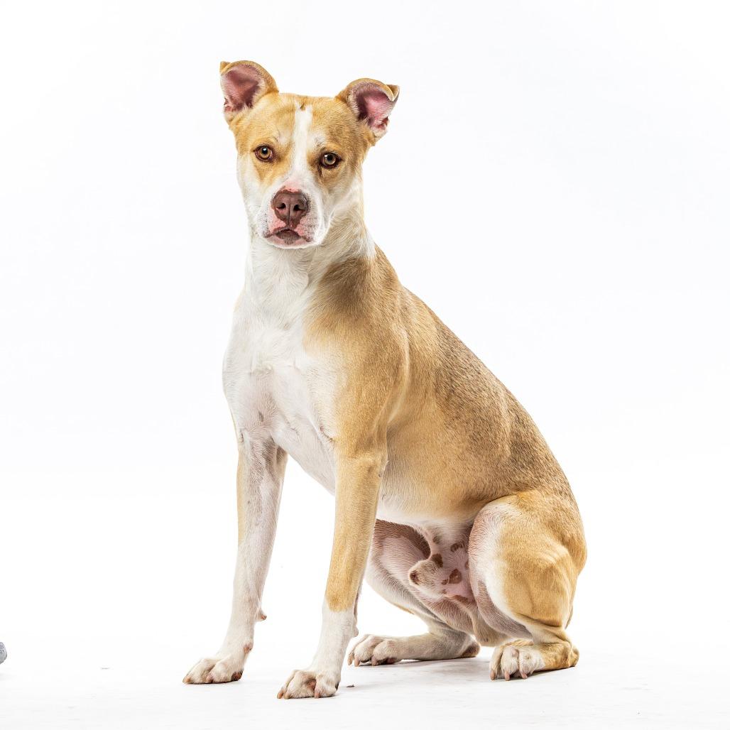 Enlarge Miklo, a Adoptable Pit Bull Terrier in Reno, NV image 3/4