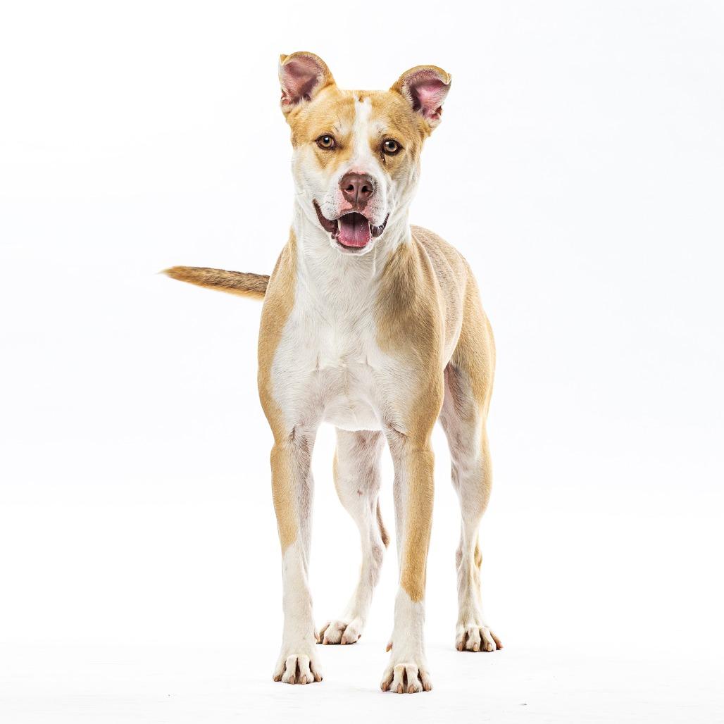 Enlarge Miklo, a Adoptable Pit Bull Terrier in Reno, NV image 4/4