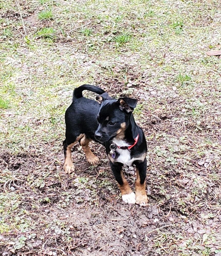 Enlarge Kenny, an adopted mixed breed in Roslyn, WA image 3/3