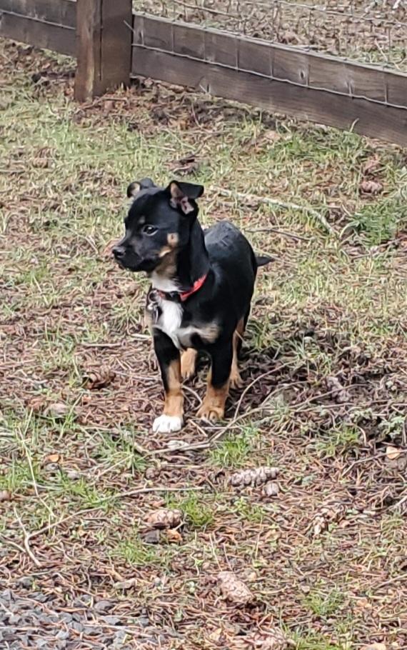 Enlarge Kenny, an adopted mixed breed in Roslyn, WA image 2/3