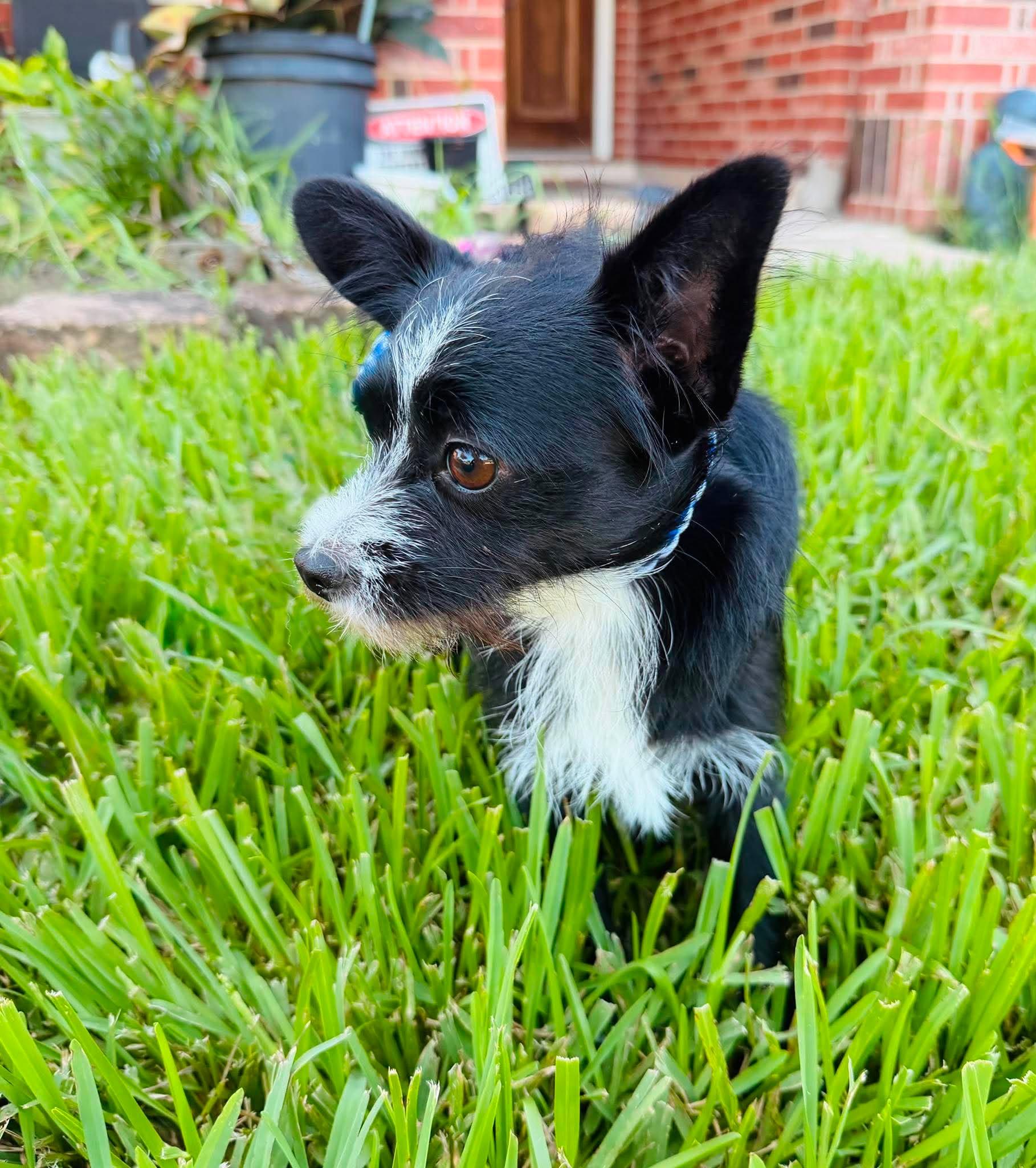 Oreo, an adopted mixed breed in Calumet, MI image 3/5