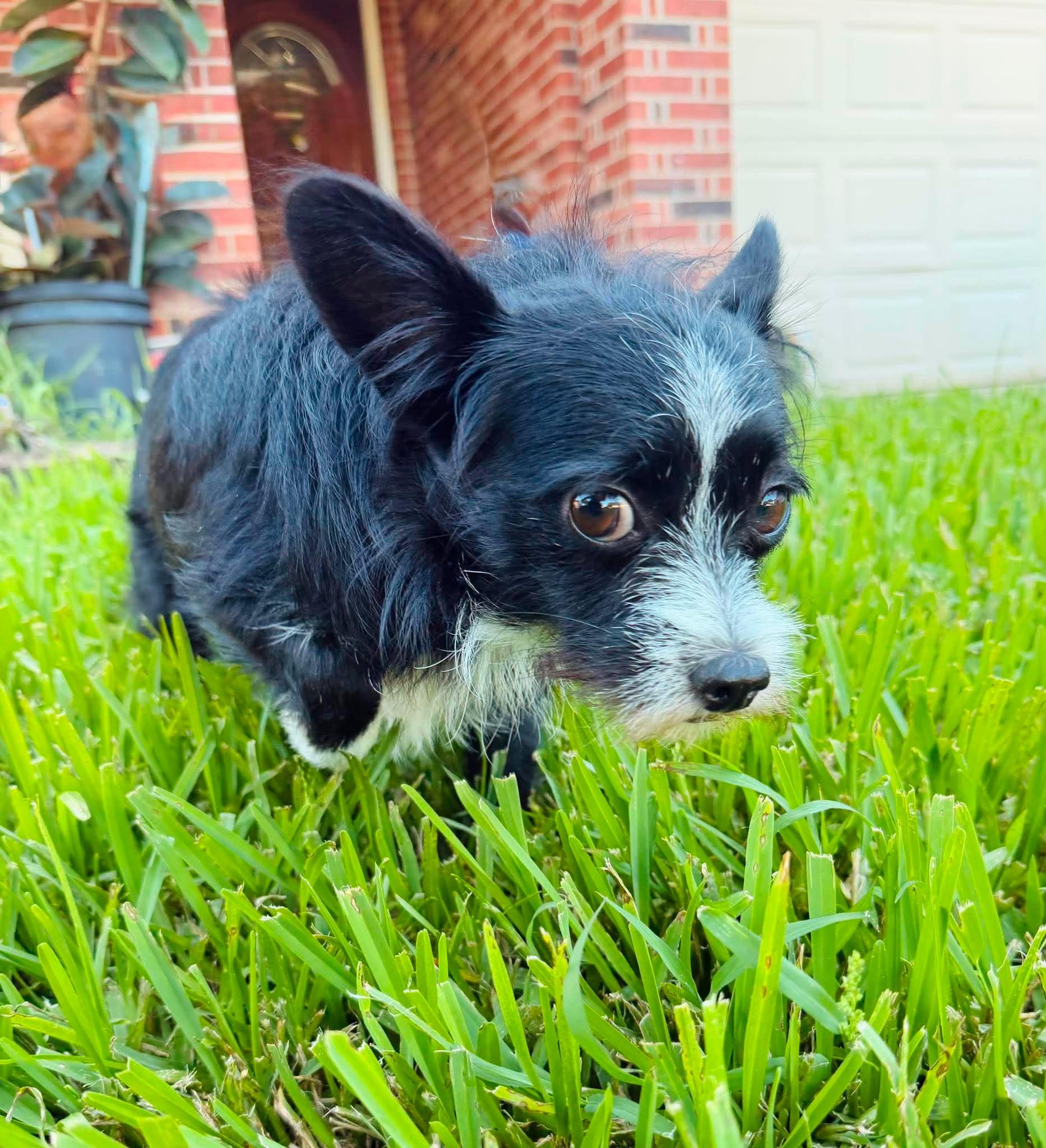 Oreo, an adopted mixed breed in Calumet, MI image 5/5