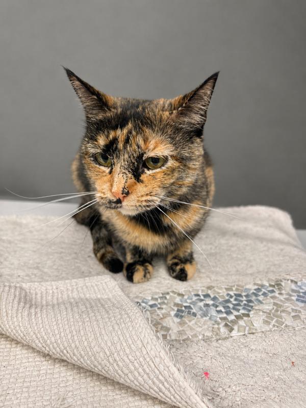 Skittles, a ADOPTABLE Domestic Short Hair in Jefferson, IA image 2/3