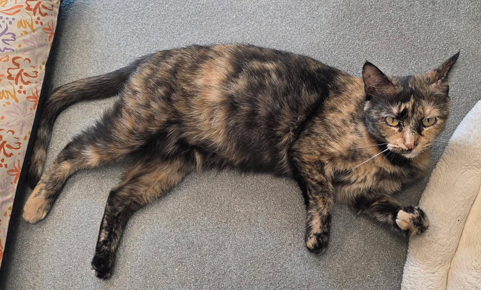 Skittles, a ADOPTABLE Domestic Short Hair in Jefferson, IA image 3/3