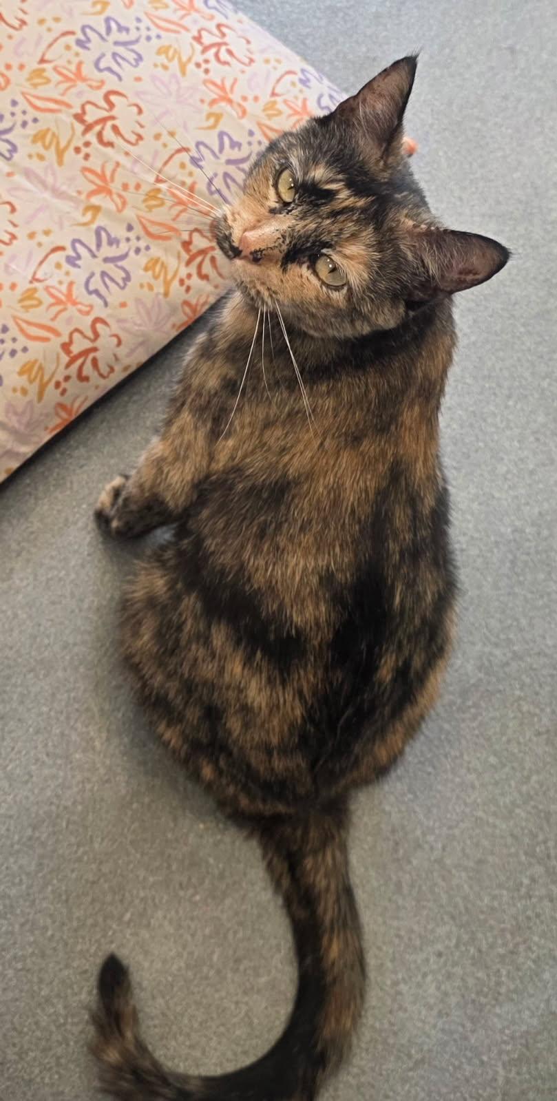 Skittles, a ADOPTABLE Domestic Short Hair in Jefferson, IA image 1/3