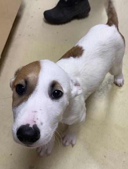 Dopey, Adoptable, Puppy Male Mixed Breed & Mixed Breed.