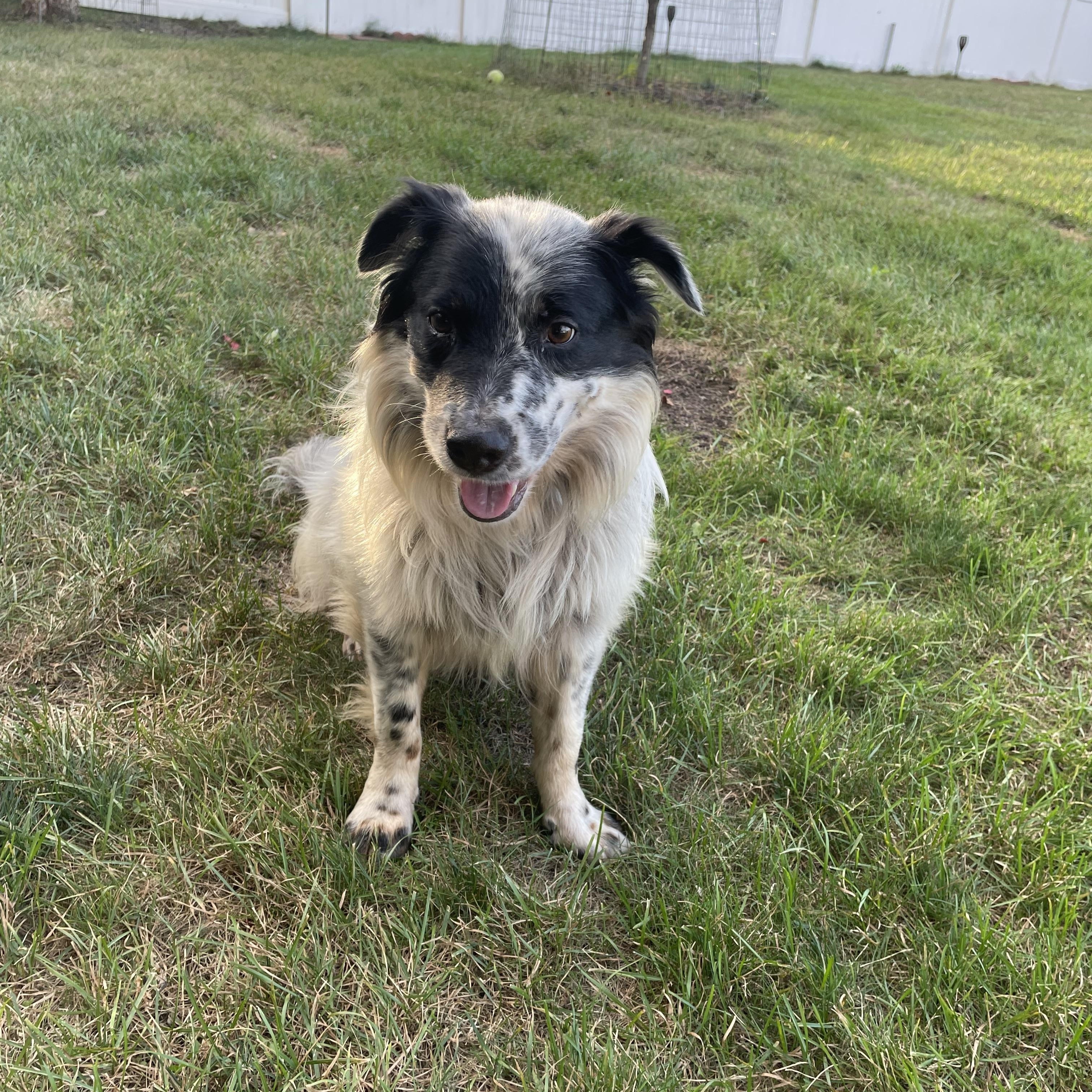Enlarge Jasper, a Adopted mixed breed in Edgewater, NJ image 3/5