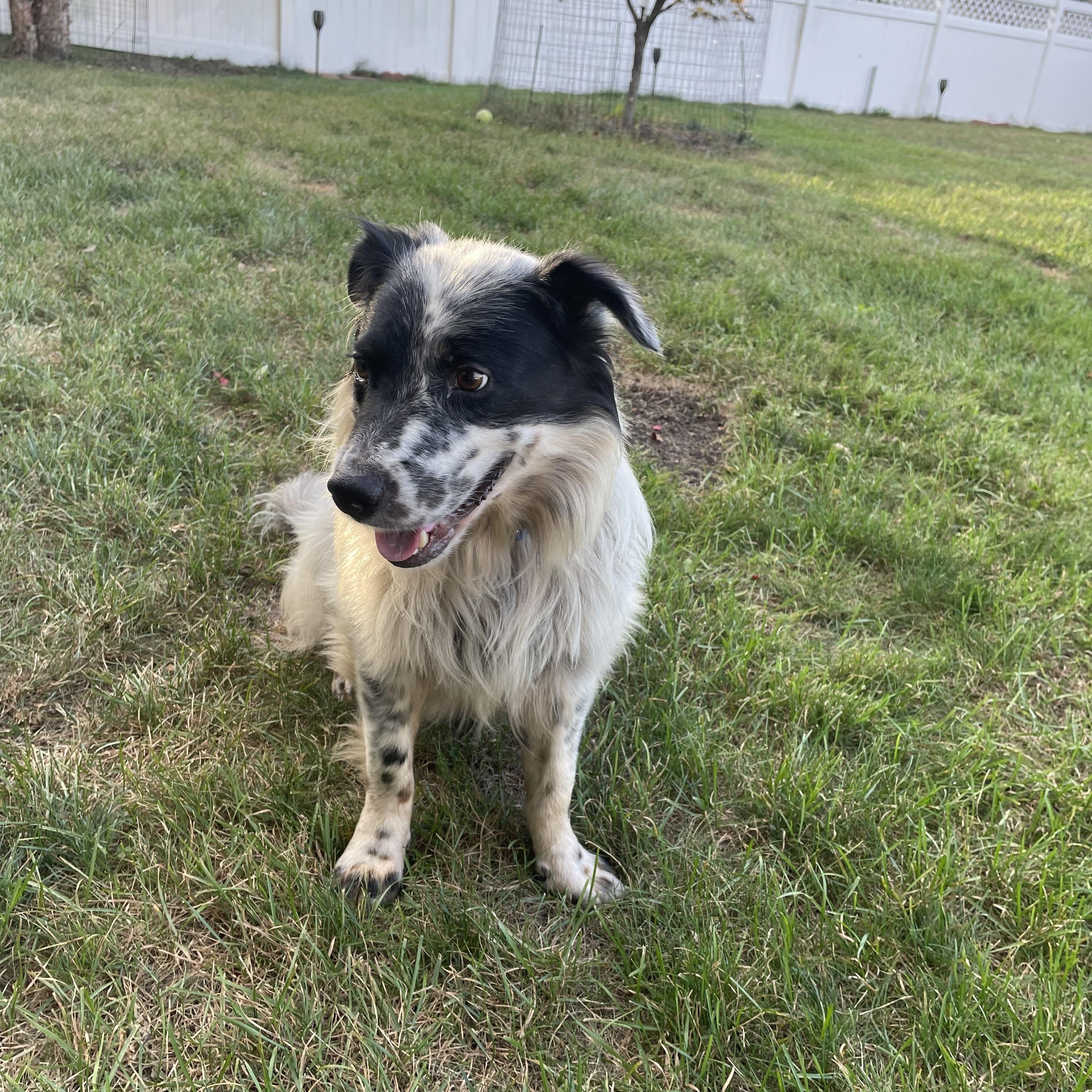 Jasper, Adopted, Young Male Australian Shepherd & Shetland Sheepdog / Sheltie.