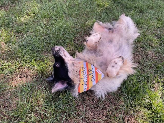 Enlarge Jasper, a Adopted mixed breed in Edgewater, NJ image 5/5