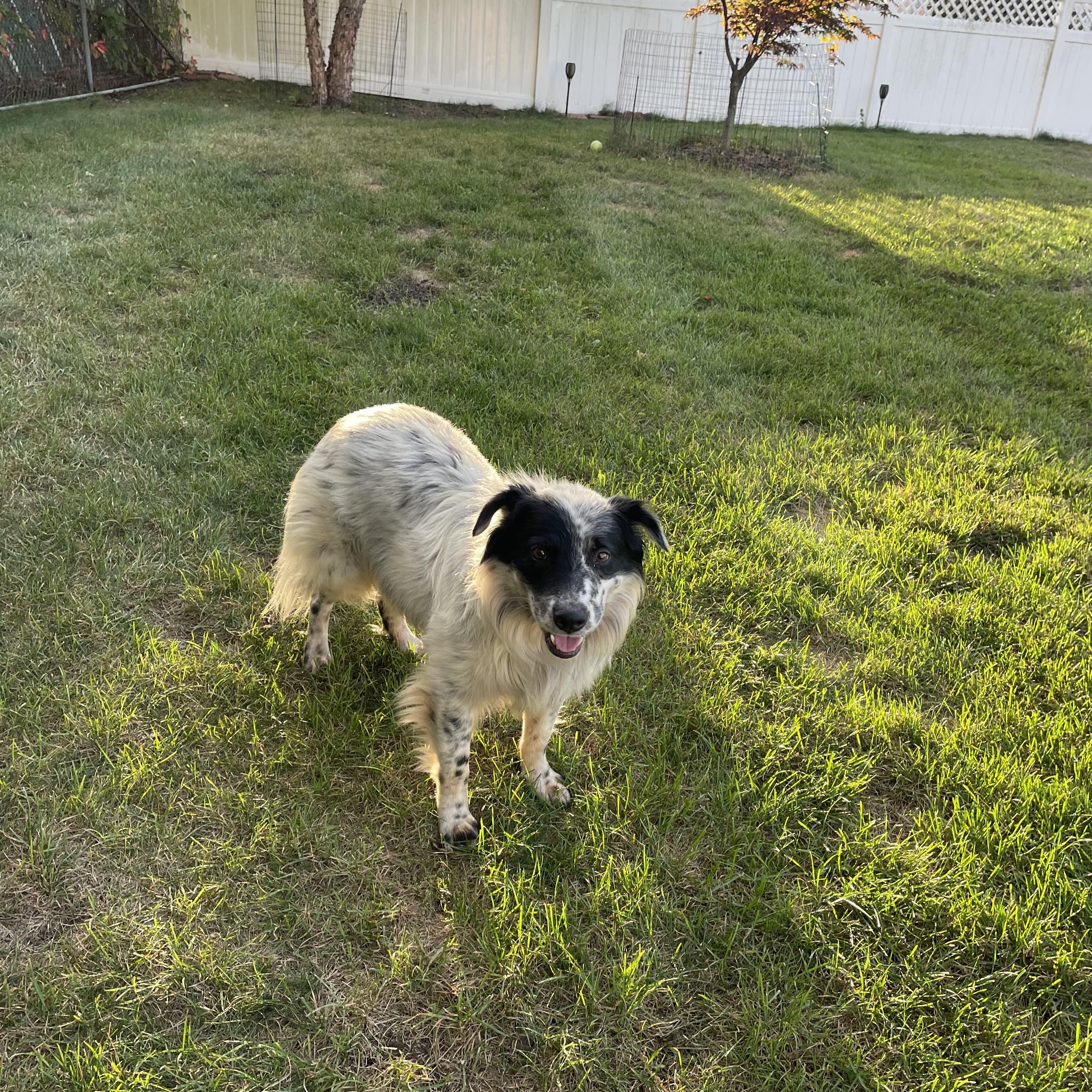 Enlarge Jasper, a Adopted mixed breed in Edgewater, NJ image 4/5