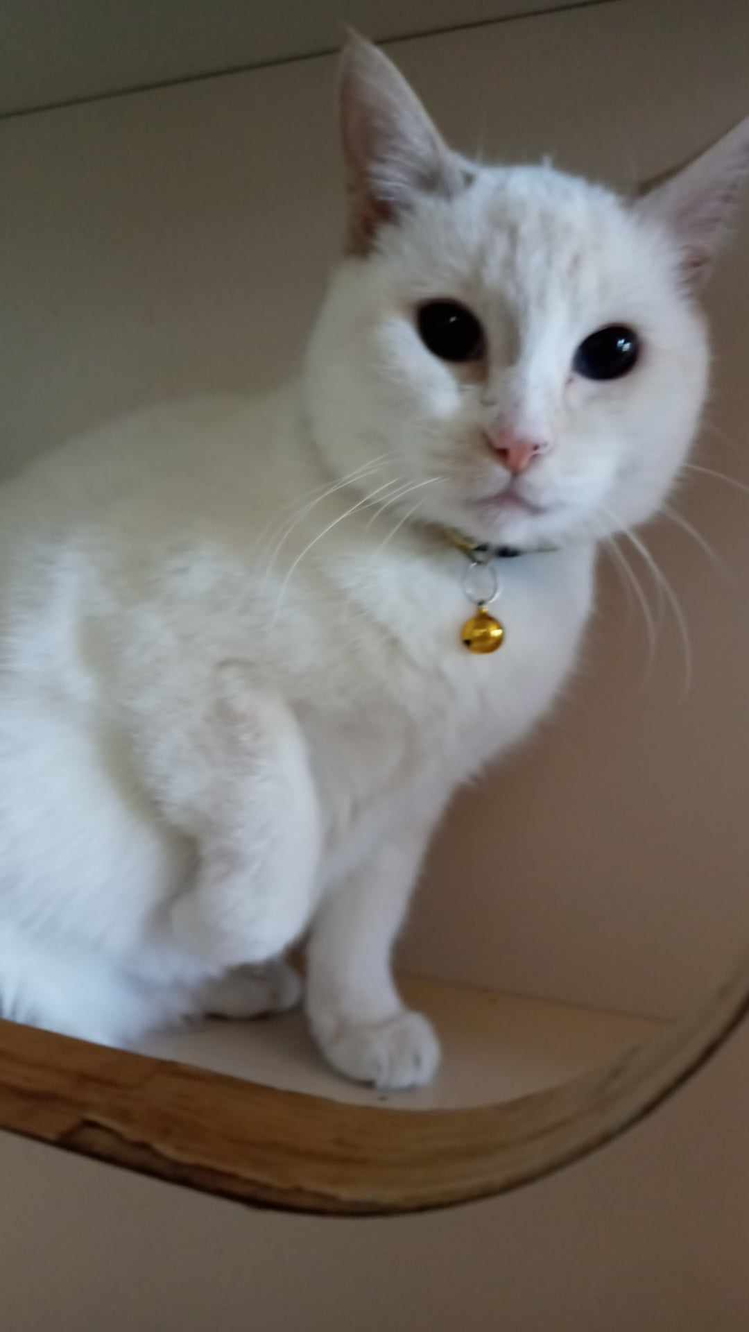 Marilyn, Adopted, Adult Female American Shorthair.