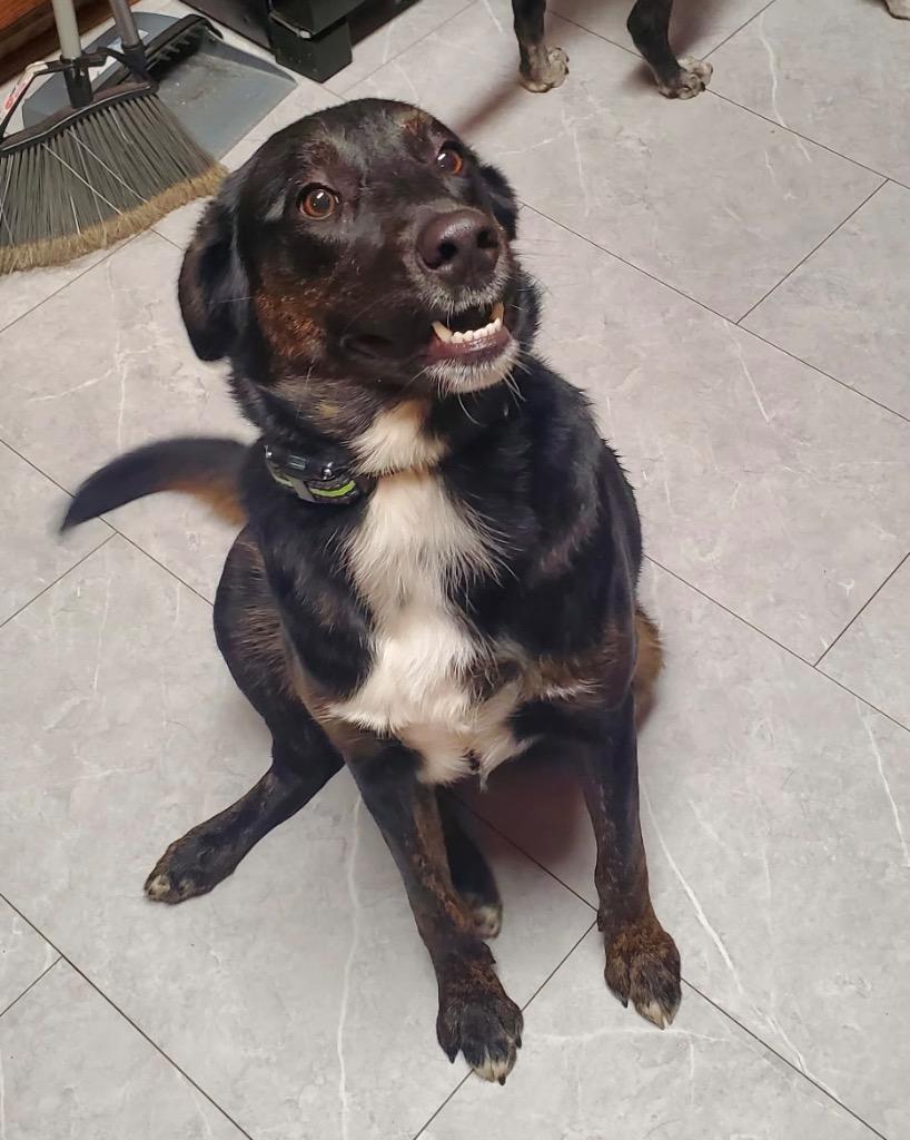 Enlarge Roxanne, a Adopted mixed breed in Crossville, TN image 3/3