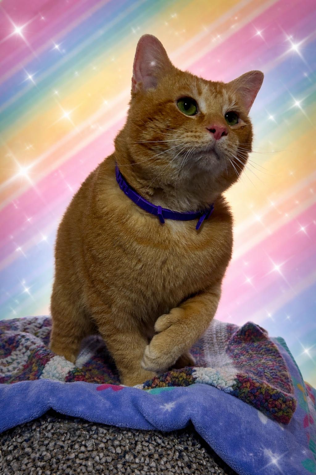 Russell Stover, adopted, Young Male Domestic Short Hair.