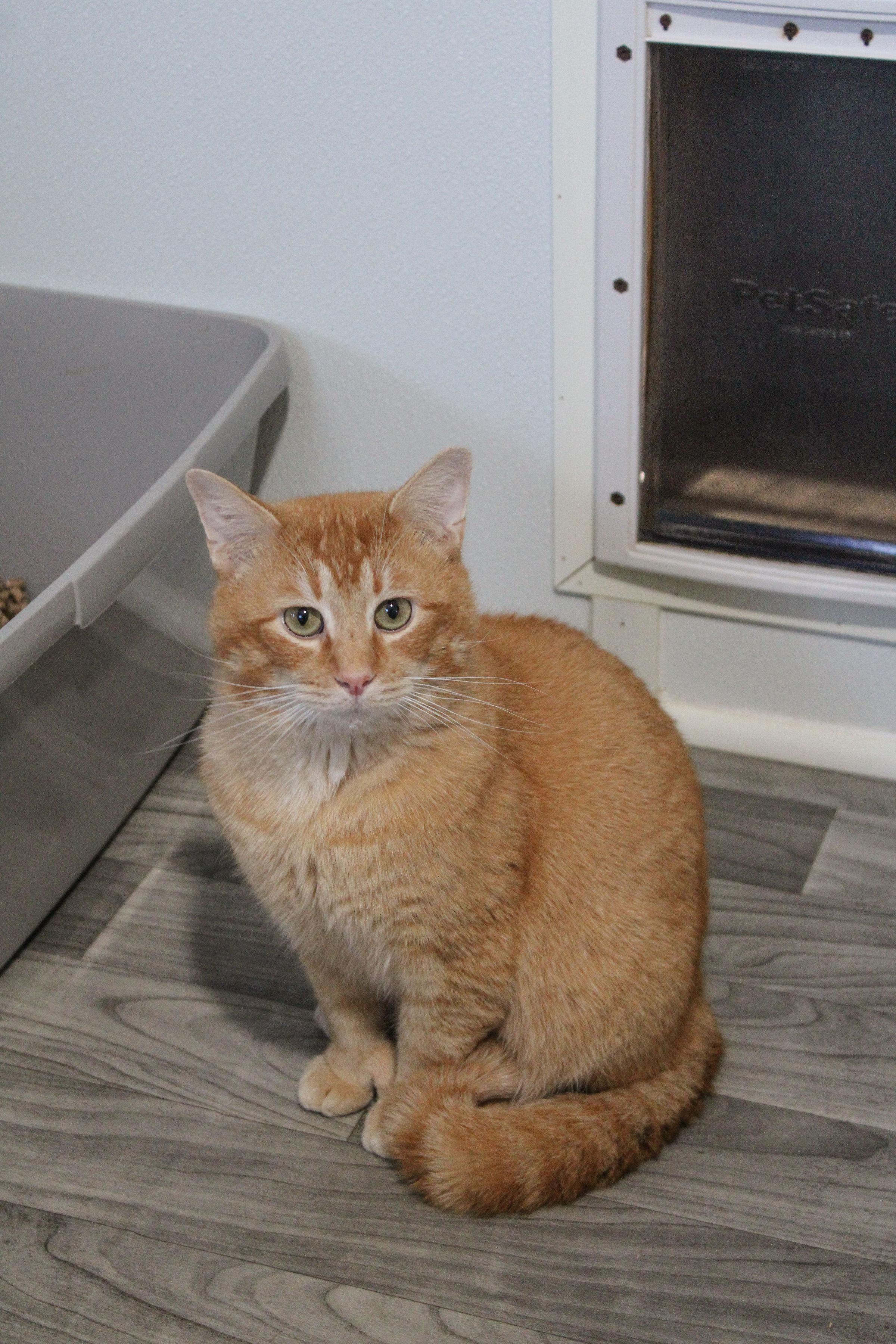 Enlarge Russell Stover, a ADOPTABLE Domestic Short Hair in Ashland, OH image 1/1