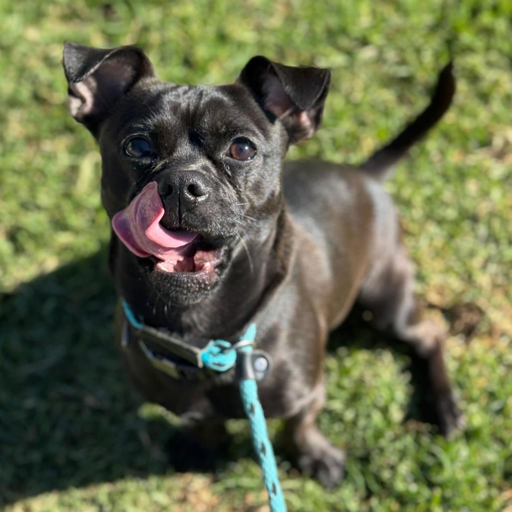 Polo, Adoptable, Young Male Pug & Chihuahua.