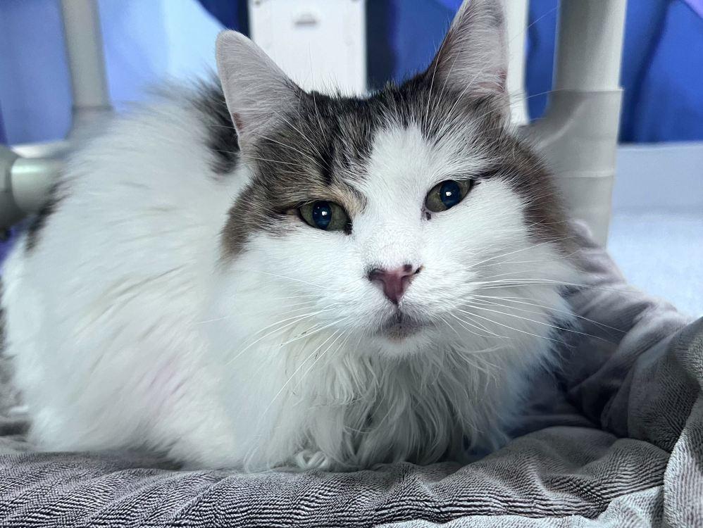 Enlarge Jachol, a Adoptable Domestic Long Hair in Colorado Springs, CO image 2/3