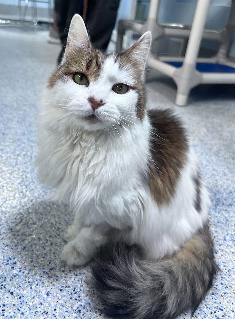 Enlarge Jachol, a Adoptable Domestic Long Hair in Colorado Springs, CO image 3/3
