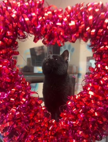 Thumper, Adoptable, Adult Male Domestic Short Hair & Domestic Short Hair.