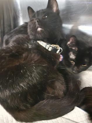 Enlarge Thumper, a Adoptable mixed breed in Reidsville, NC image 2/2